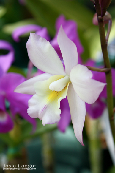 Sweet Orchid