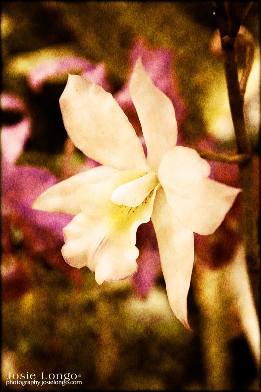 Vintage Orchid