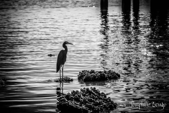 Heron Silhouette