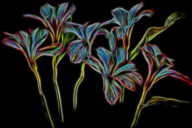 glowflowers